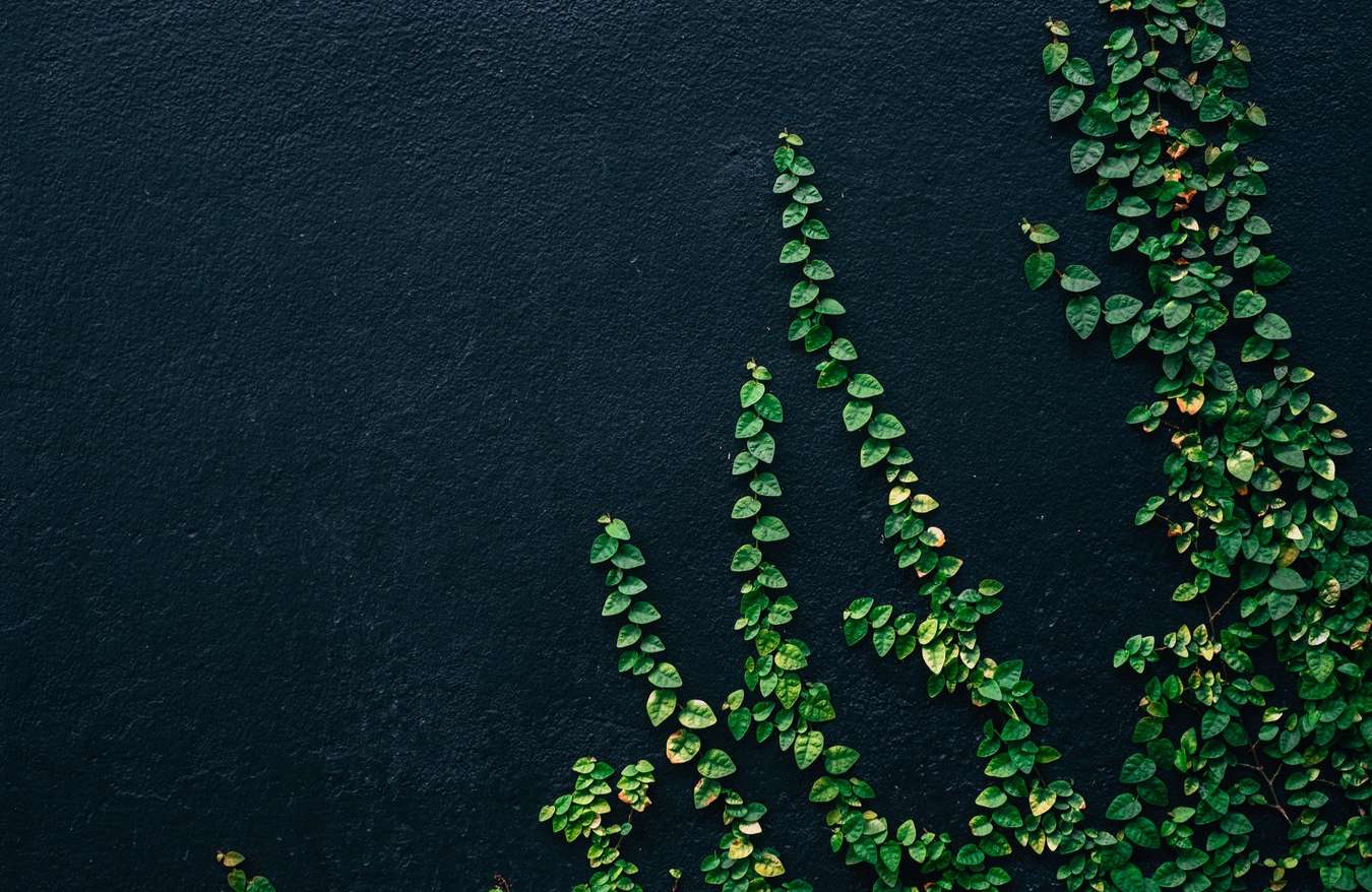 Lean & Green
