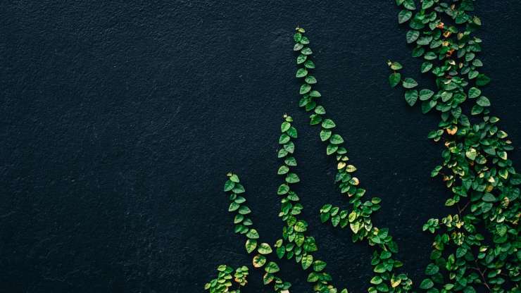 Lean & Green